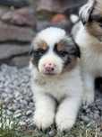 Piesek Border Collie DO REZERWACJI