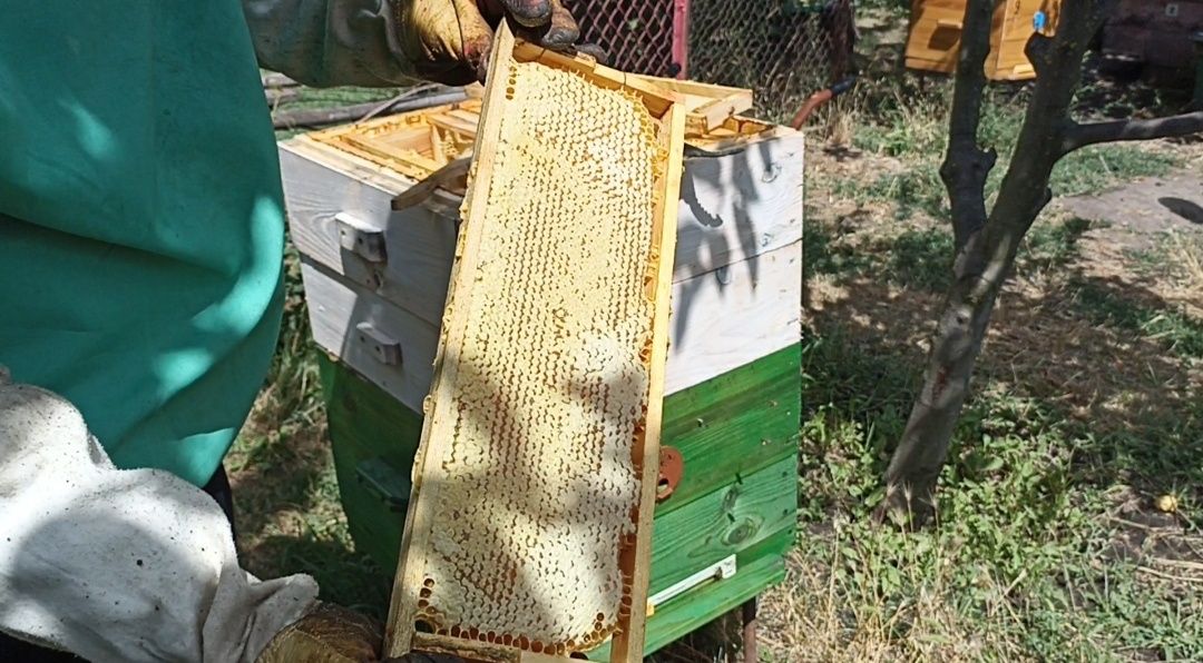 Пчеломатки 2024,  матки,  Украинская степная,  Отправляем почтой.