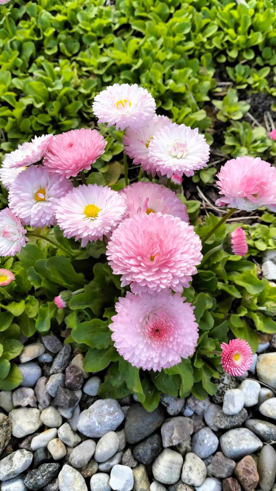 Hosty żagwin floks szałwia Kwiaty wieloletnie byliny zioła z ogród