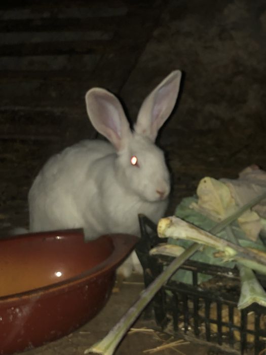 Coelho Branco Caseiro