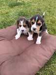 Szczeniak beagle piesek