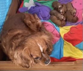 CAVAPOO mix cavalier & pudel toy RED gotowy do odbioru - pies