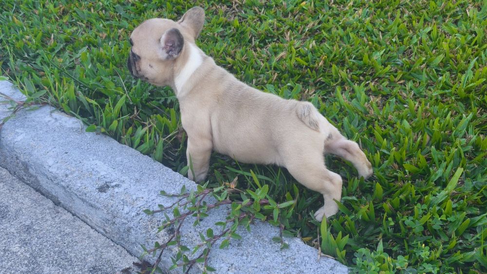 Bulldog francês fêmea disponível