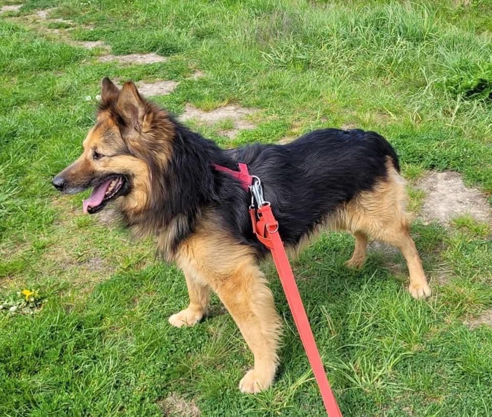 Papin w typie ON do adopcji!
