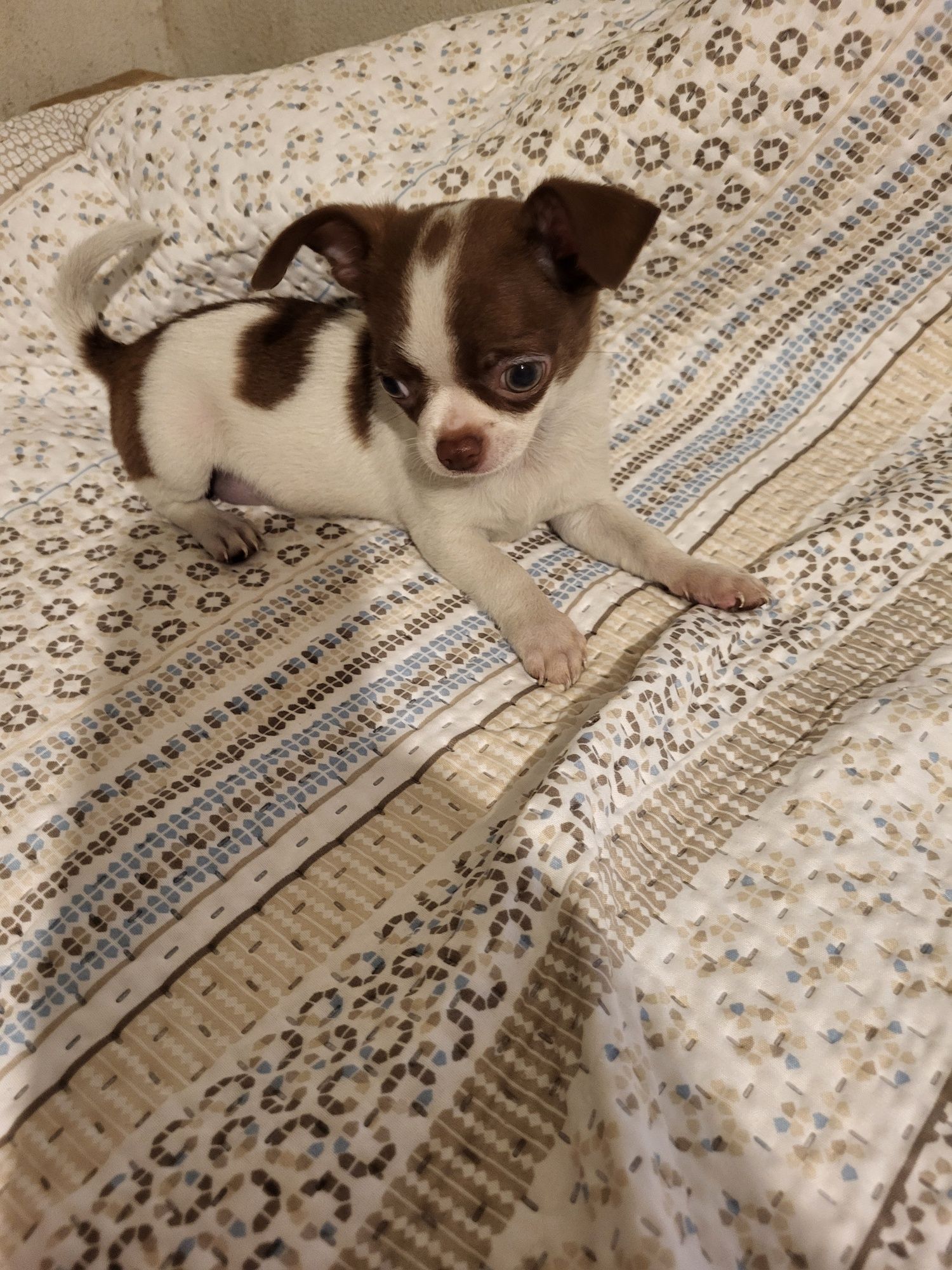 Chihuahua machinho branco e chocolate