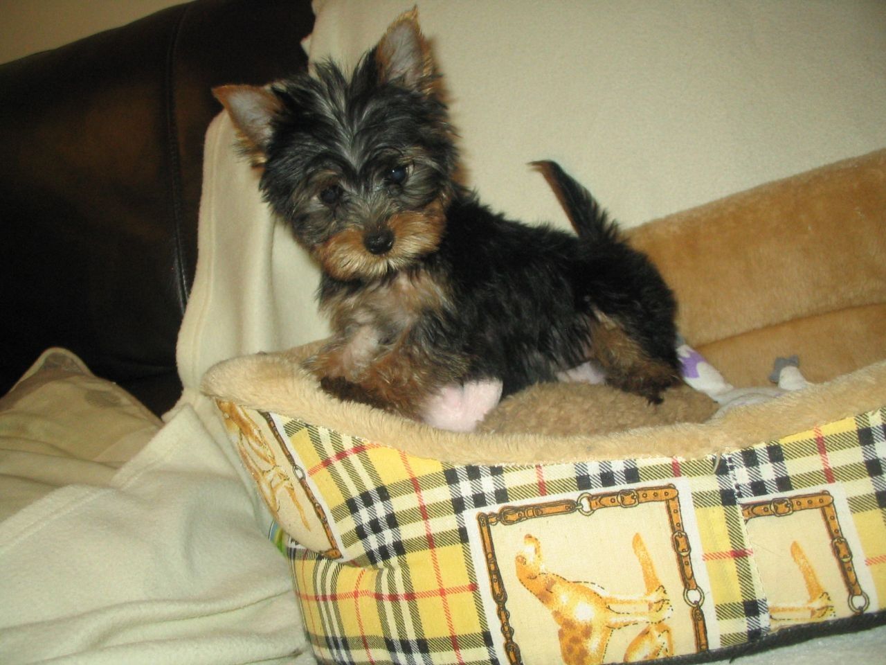 Platynowo złoty Yorkshire terrier Rodowód paszport wyprawka