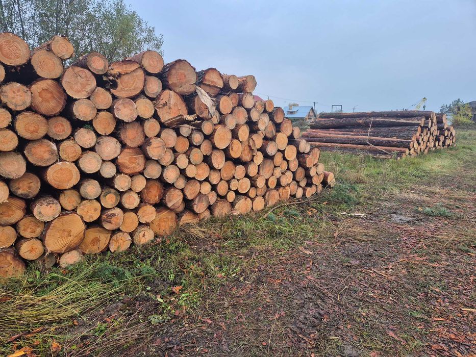 Sosna kłoda dłużyca tartaczne  S2b