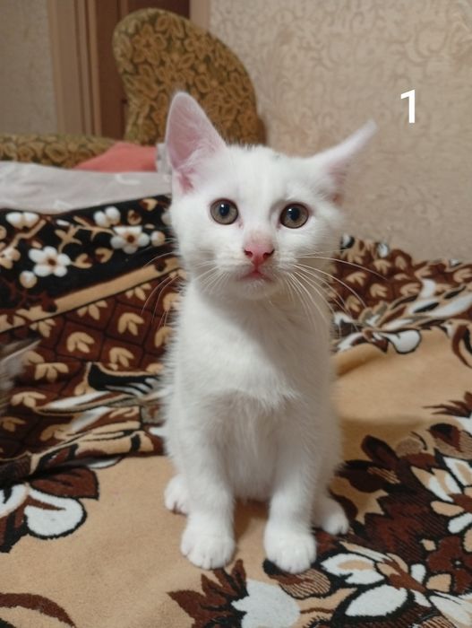 Віддамо котиків у добрі руки.