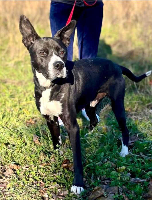 Kochane Wedel bardzo prosi o dom...