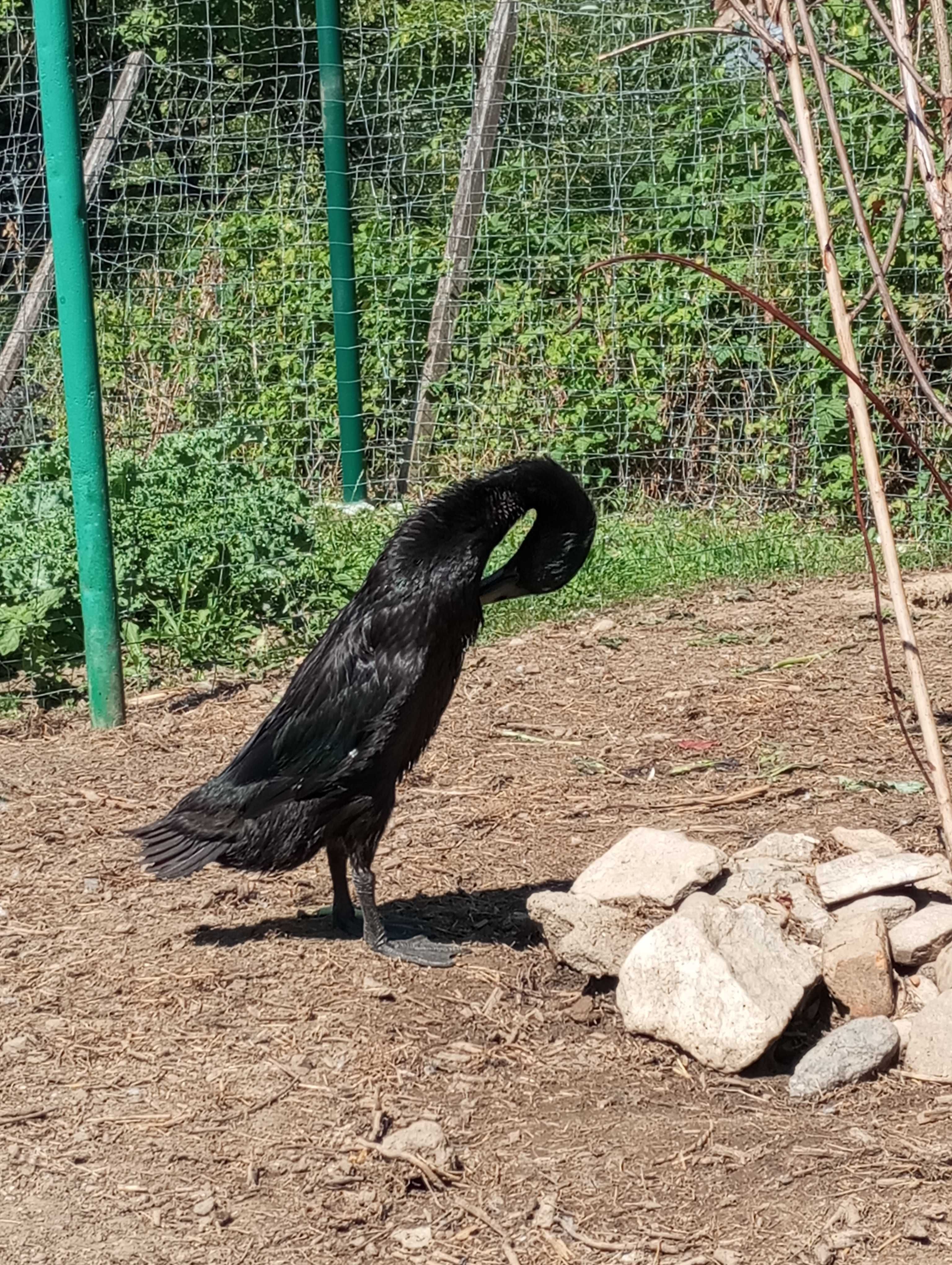 Biegus szmaragdowy kaczor