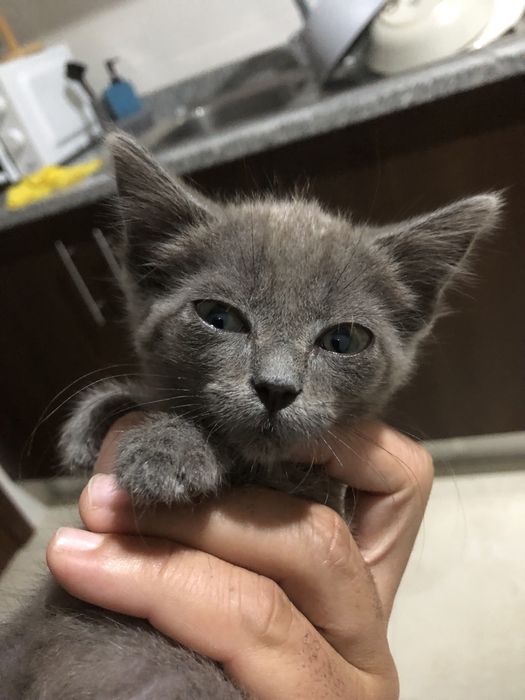 Doacao femea cinzenta 3 meses