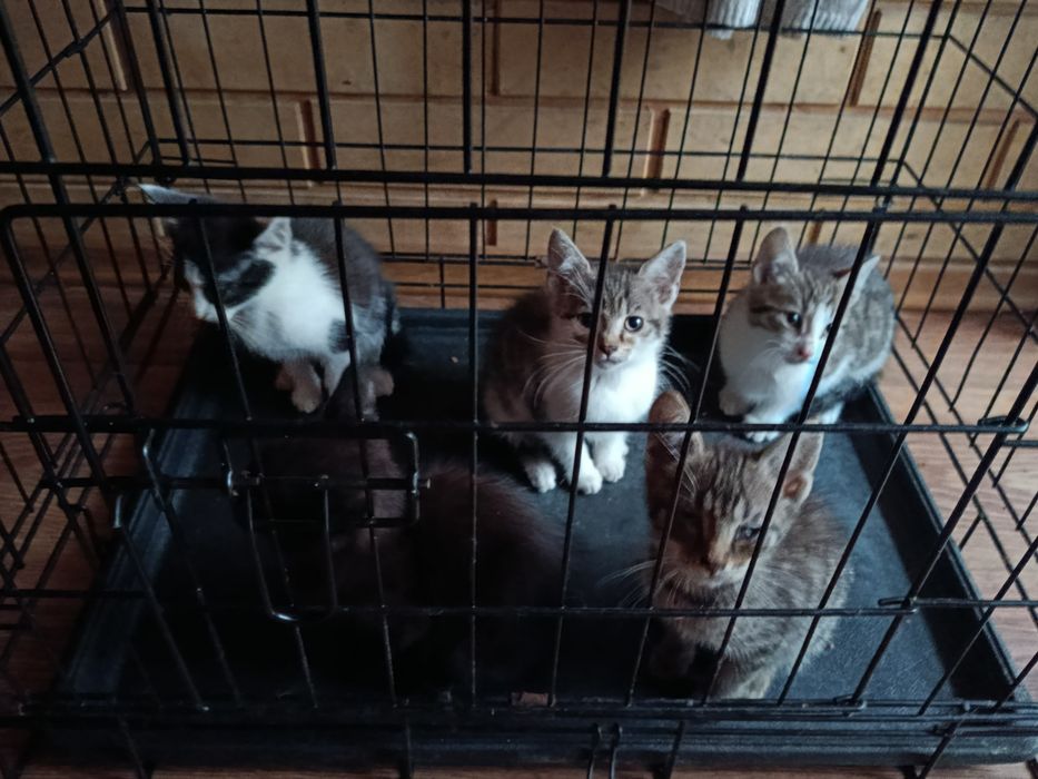 Oddam kotki za darmo.