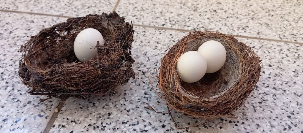 Ninhos com Ovos da páscoa