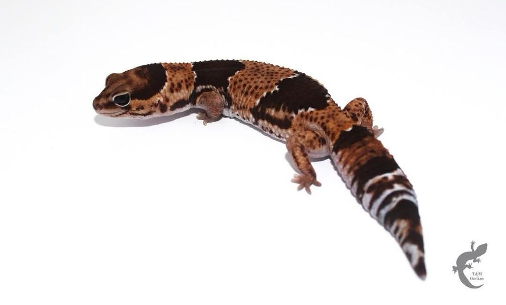 Gekon gruboogonowy / Eublefar gruboogonowy