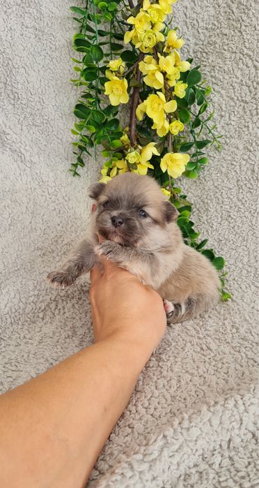 Exuberante Menina Lulu da Pomerânia mini de Qualidade