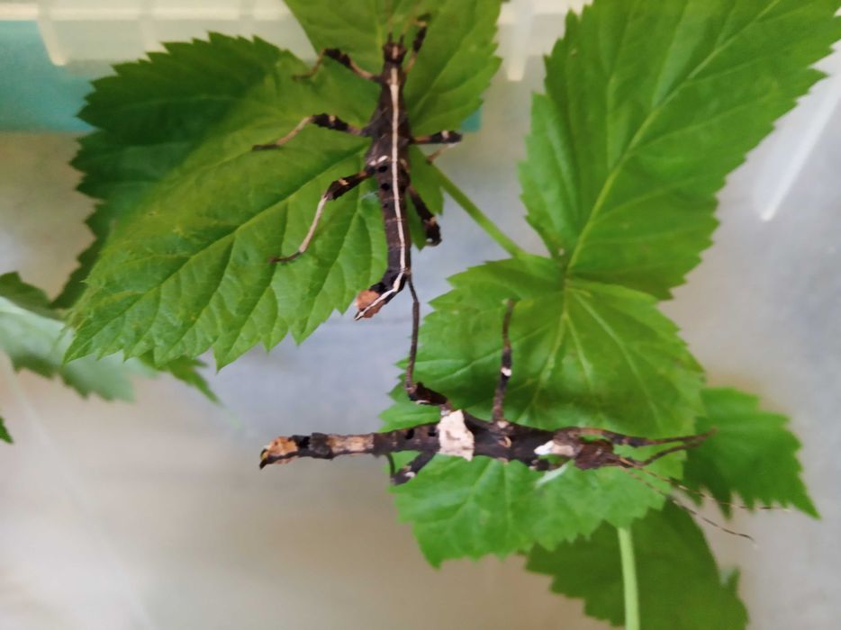 Палочник Неочікуванний Sungaya inexpectata