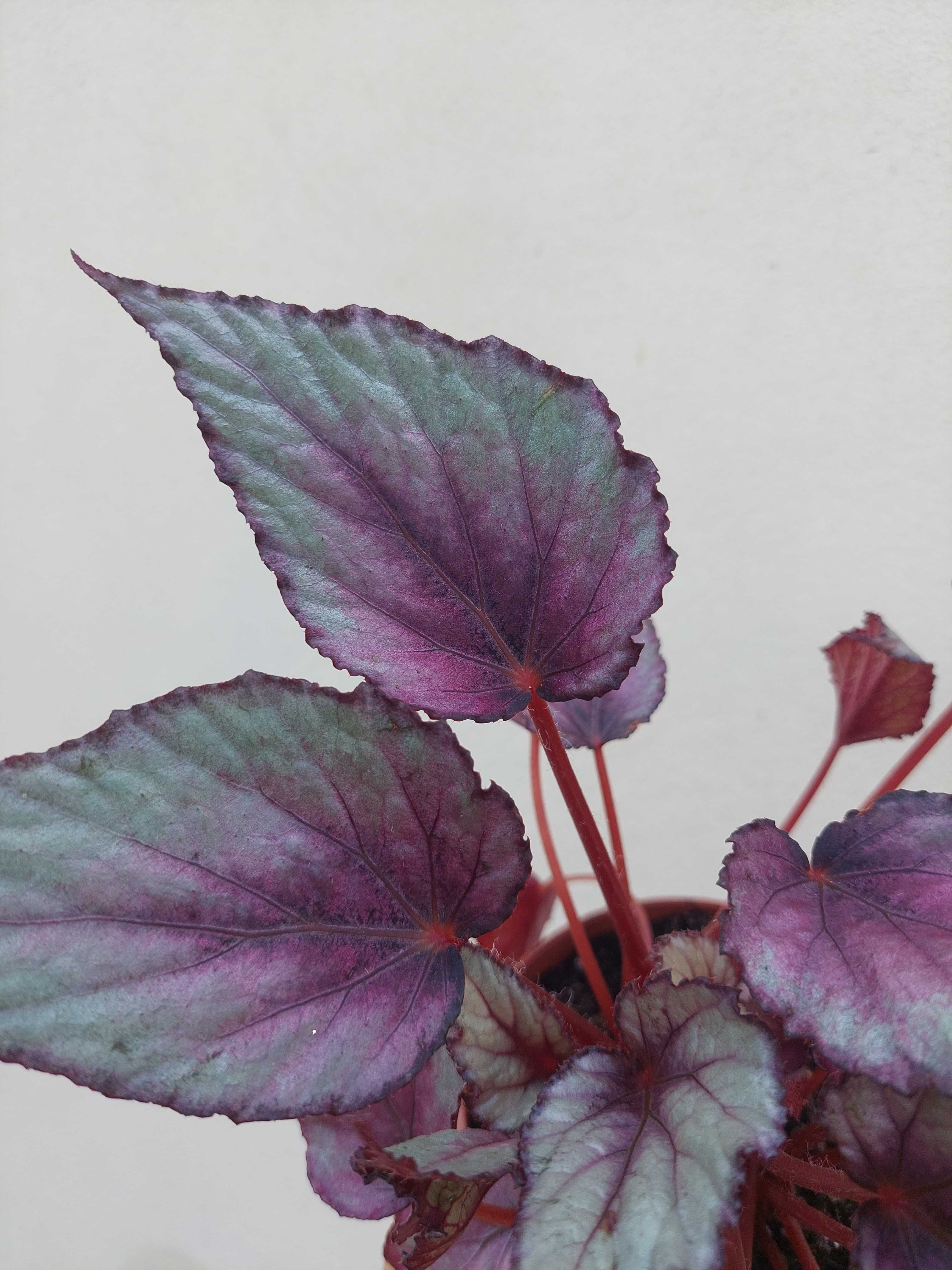 [Planta] Begonia rex