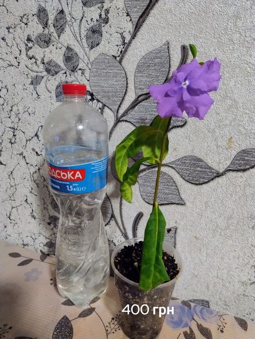 Брунфельсія Австралійська. Brunfelsia australis