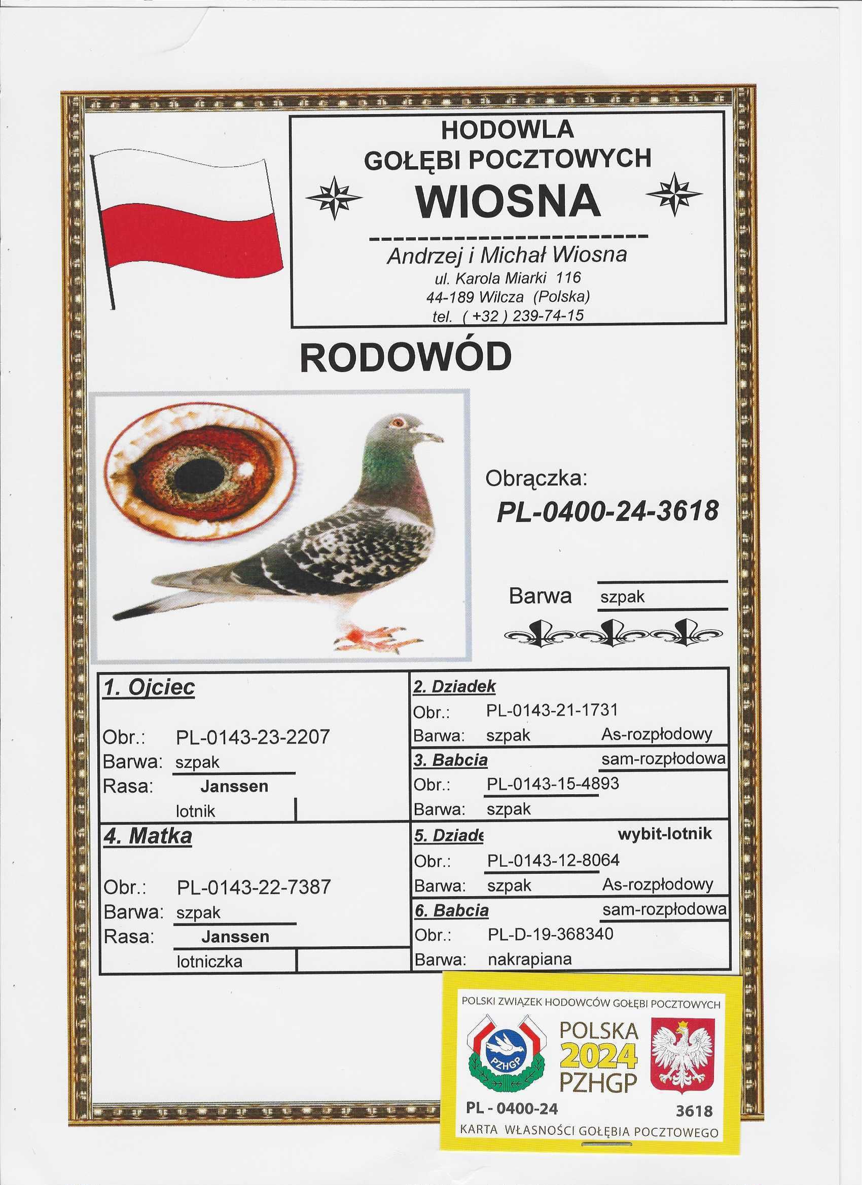 Młode Para 99 Oryg A.M Wiosna Stary Szpak x Rudy 5838 gołębie pocztowe