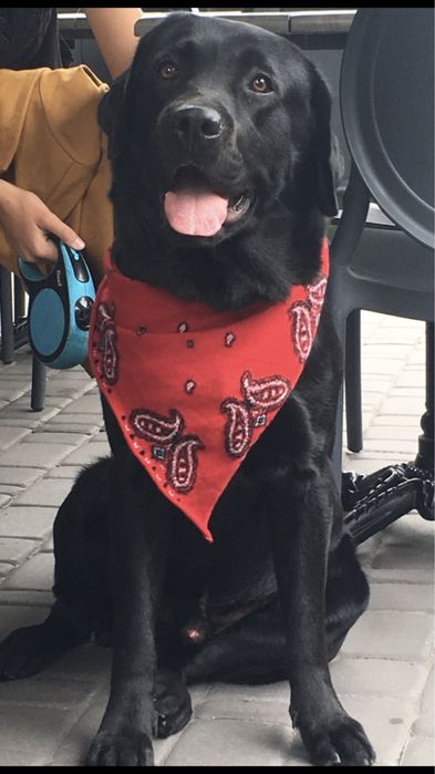 Мальчик-красавчик Лабрадор. Вязка