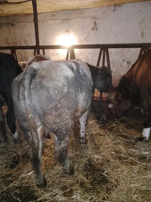 Byk BB mięsny odsadek