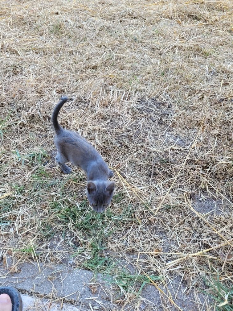 Gatinhos para adoção