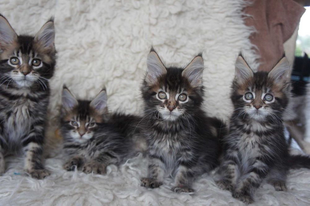 FPL - kocurek  Maine Coon -  GOTOWY od 4 grudnia