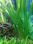 Planta Vallisneria Nana