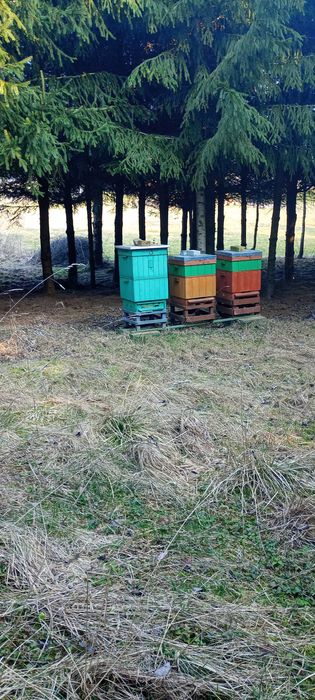 Sprzedam ule pasiekę z pszczołami