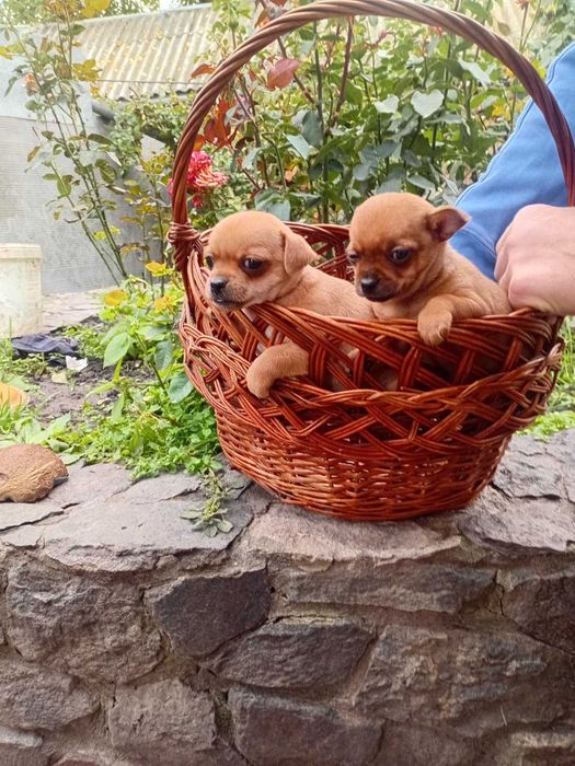 Продам собачат чихуахуа