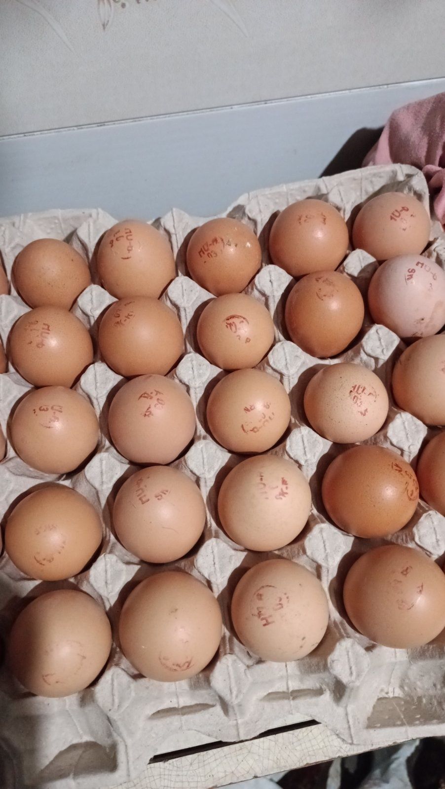 Опт інкубаційне яйце м'ясо-яєчні кольорові найкращі курячі