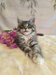 Maine coon, kocury, koty, rodowód, hodowla