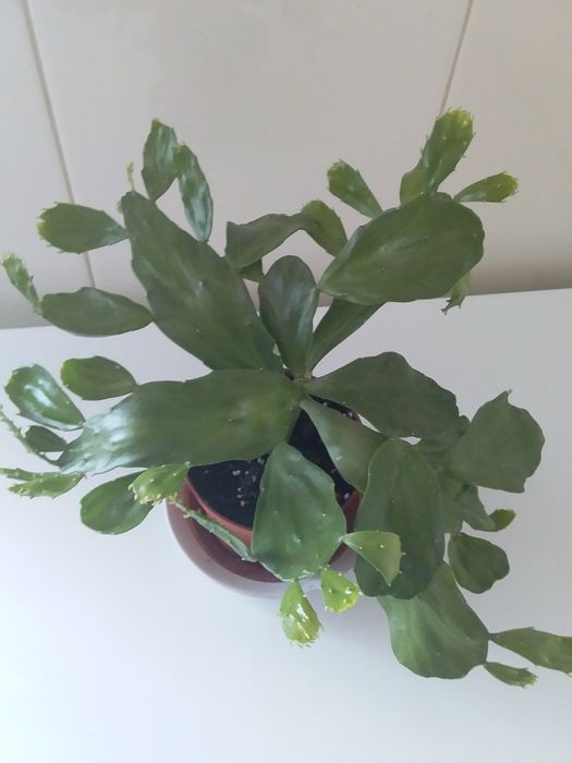 Кімнатні рослини: опунція, олеандр, хлорофітум