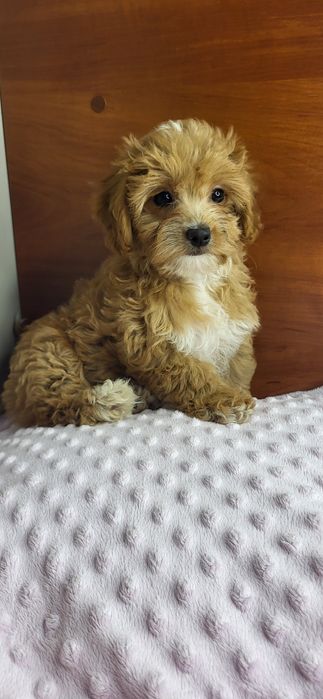 Maltipoo suczka f1