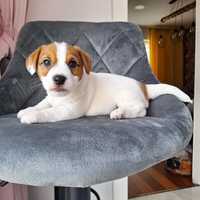 Jack Russell Terrier- szczeniak ZKwP