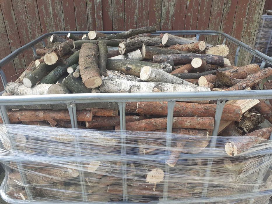 Gałęziówka dab brzoza akacja buk