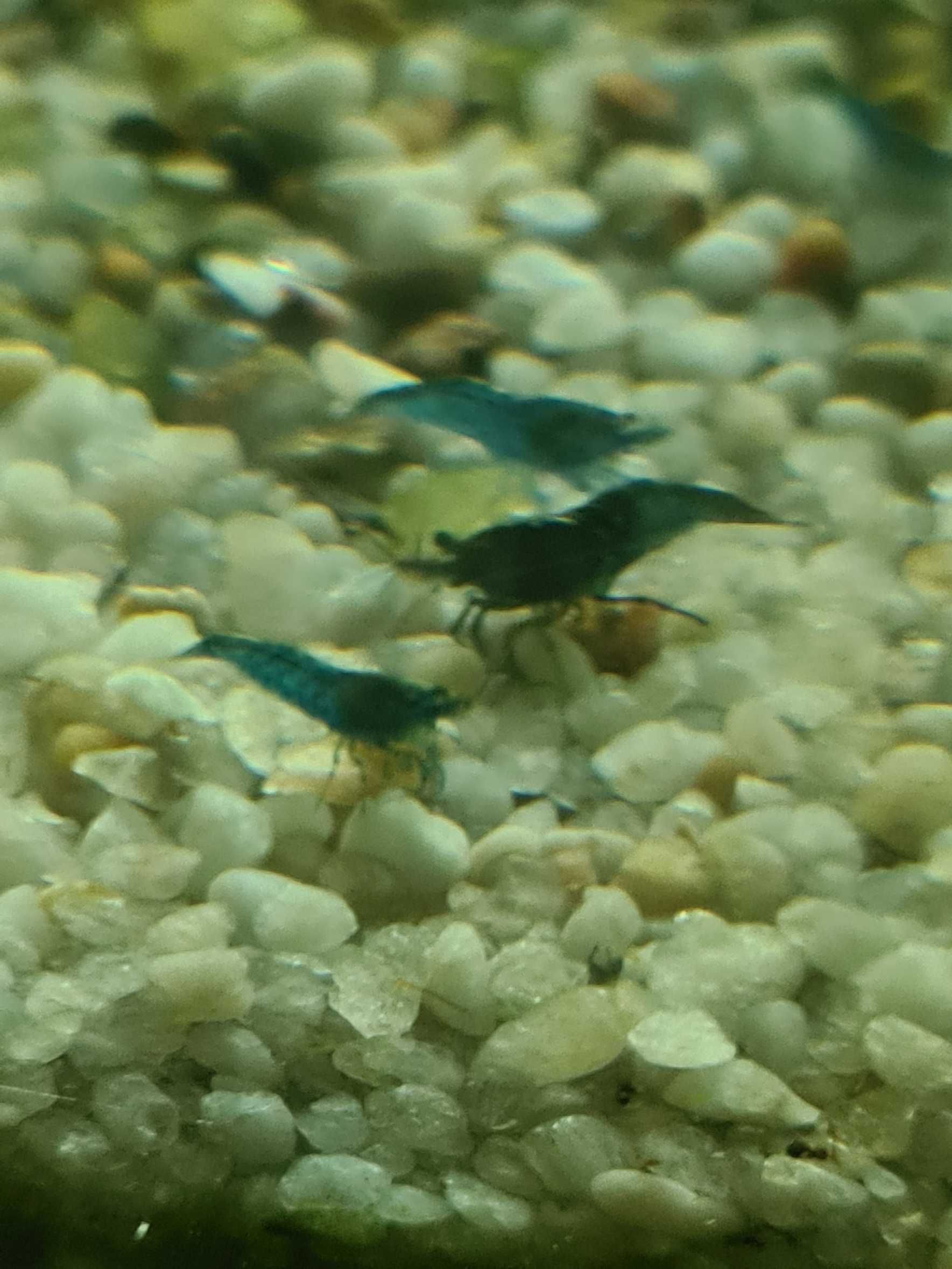 Krewetka Blue Velvet