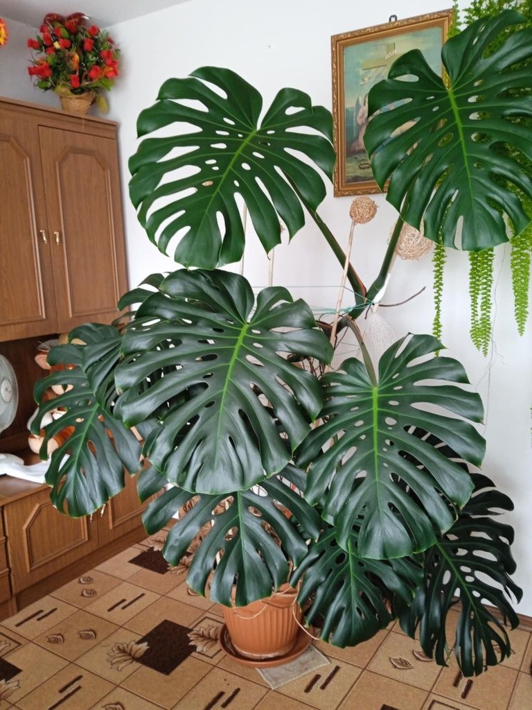 Duża monstera ok. 2 metry z dużymi liśćmi