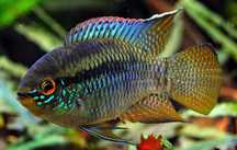 Akarka cętkowana - Laetacara curviceps