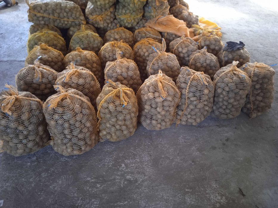 Ziemniaki paszowe małe . Transport .