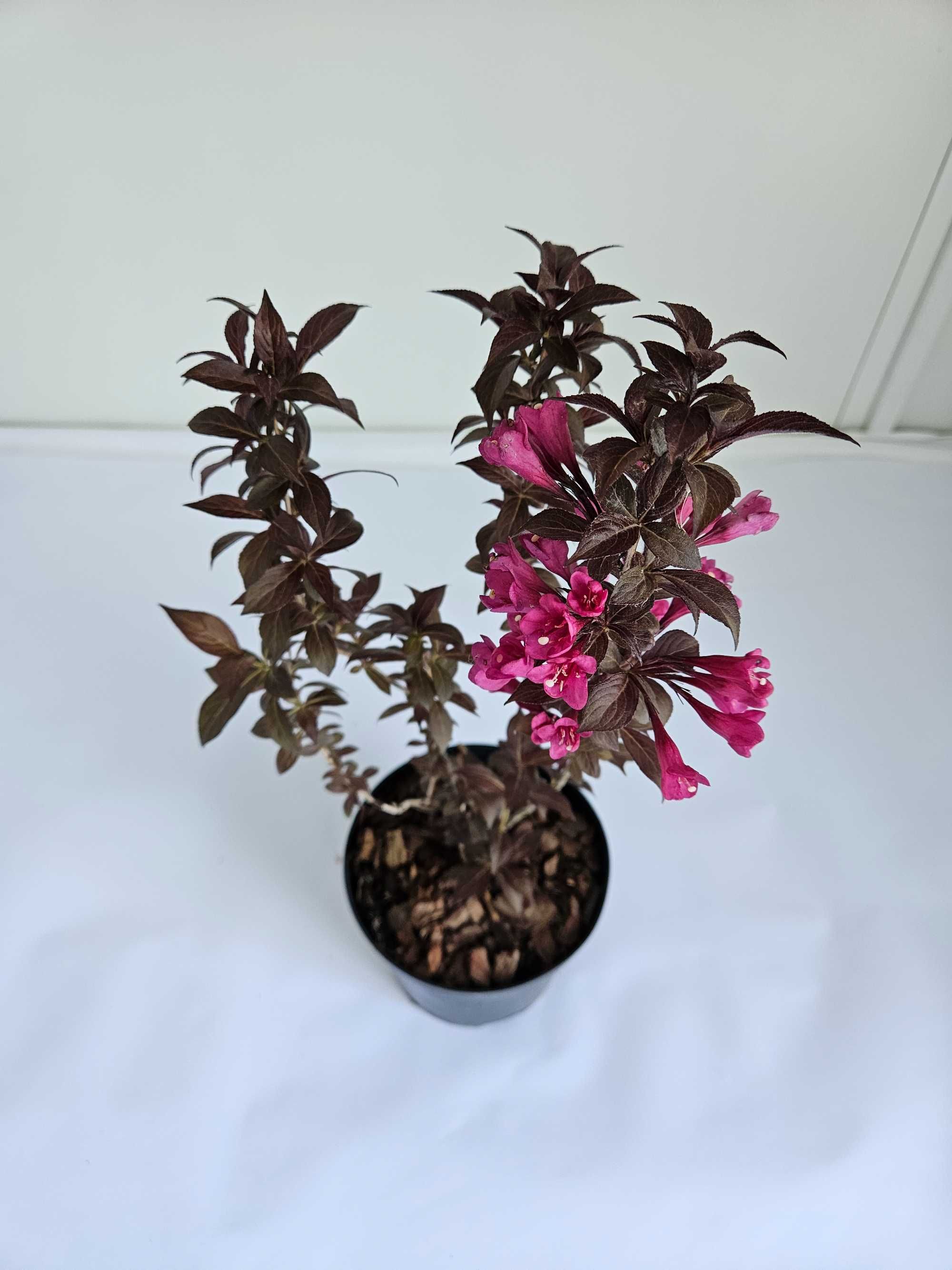 Krzewuszka 'Minor Black' (Weigela florida 'Minor Black')