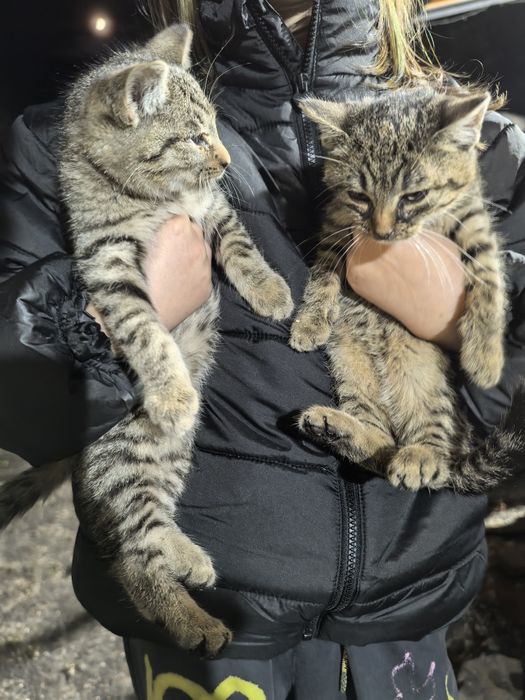 Kotki kotek kot koty