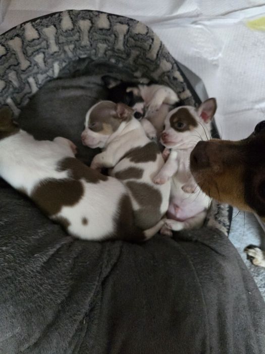 Chihuahua gotowe na nowy domek