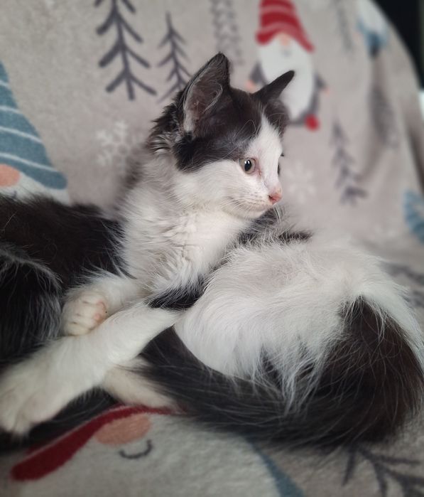 Кошенята шукають родину