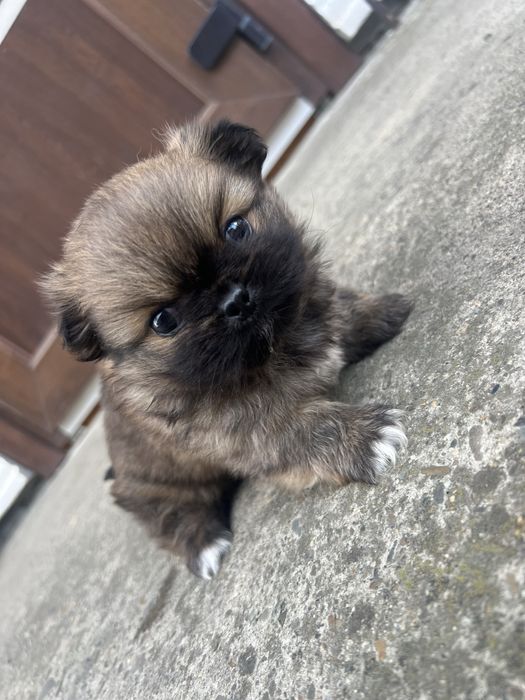 Пекінес дівчинка