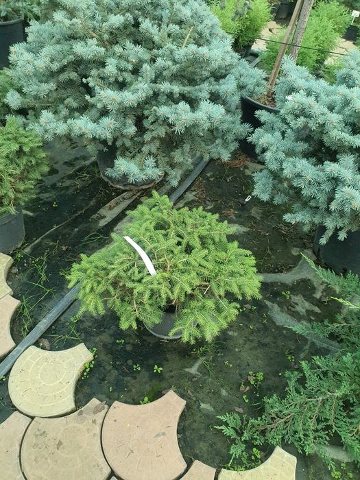 Ель Нидиформис подушка