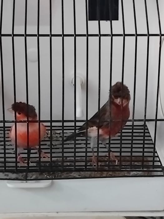 Canários arlequins português