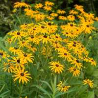 Rudbekia sadzonki 10 szt