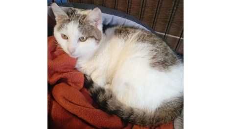 7mies.SPOKOJNY, biało-bury kocurek (adopcja)