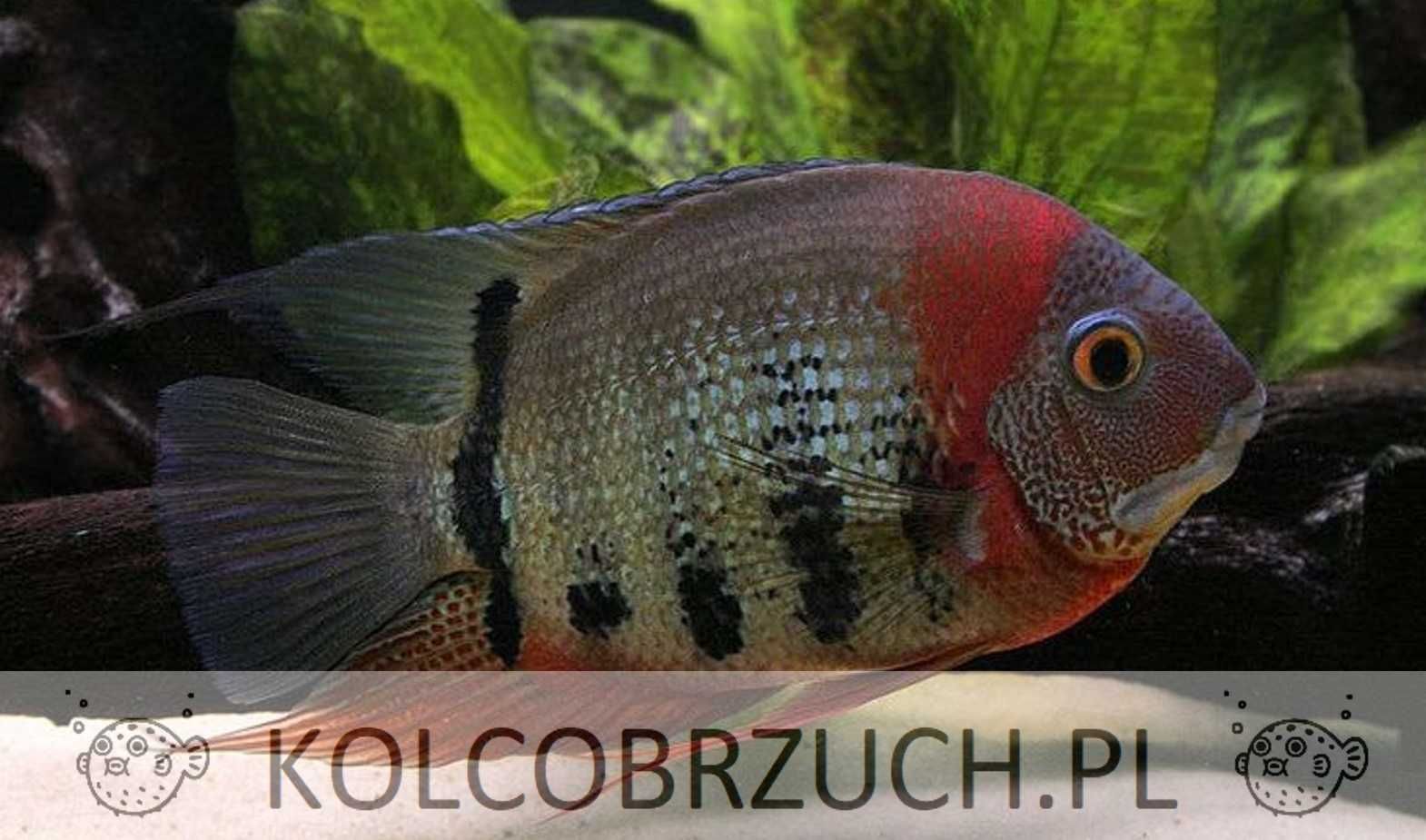 Pielęgnica severum odmiana ROTKEIL - Sewerum - Heros - dowóz, wysyłka